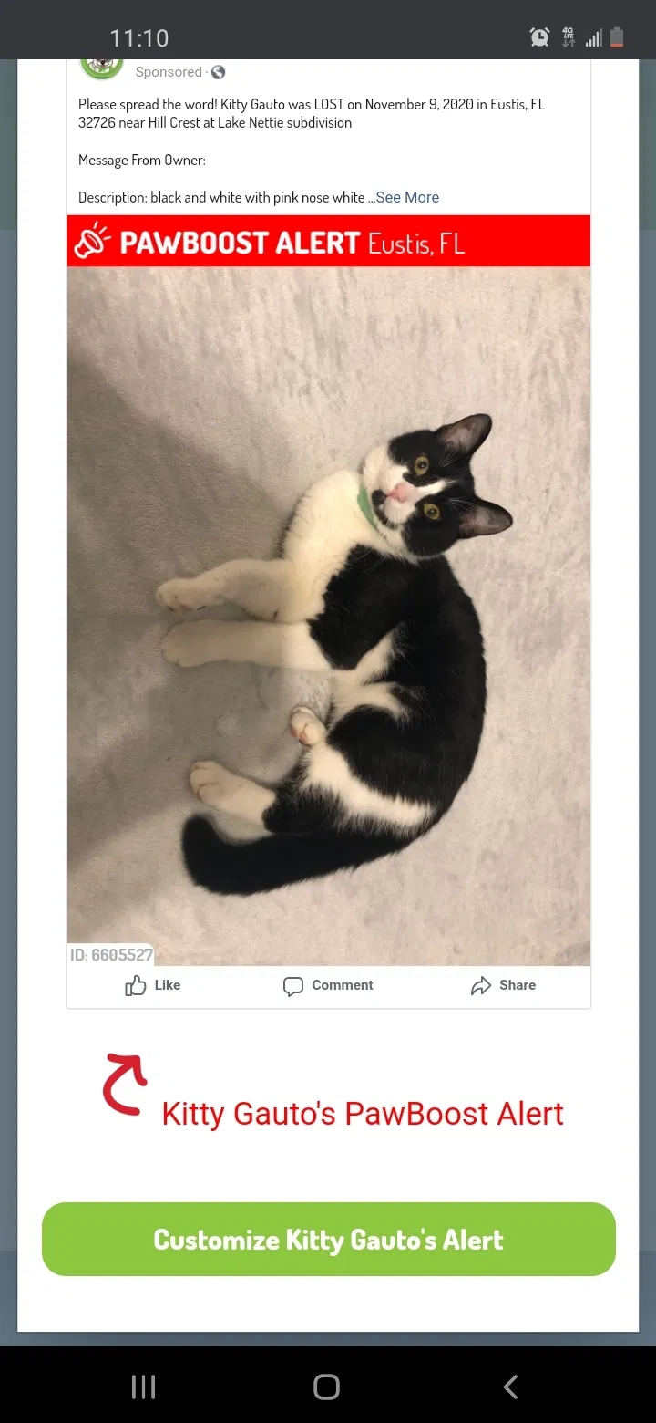 Lost cat in Eustis, FL, 32726
