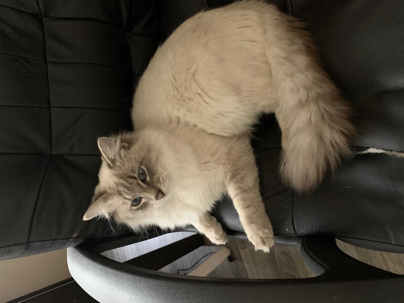 Lost cat in Modesto, CA, 95356