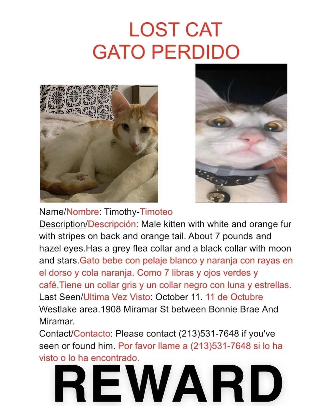Lost cat in Los Angeles, CA, 90057