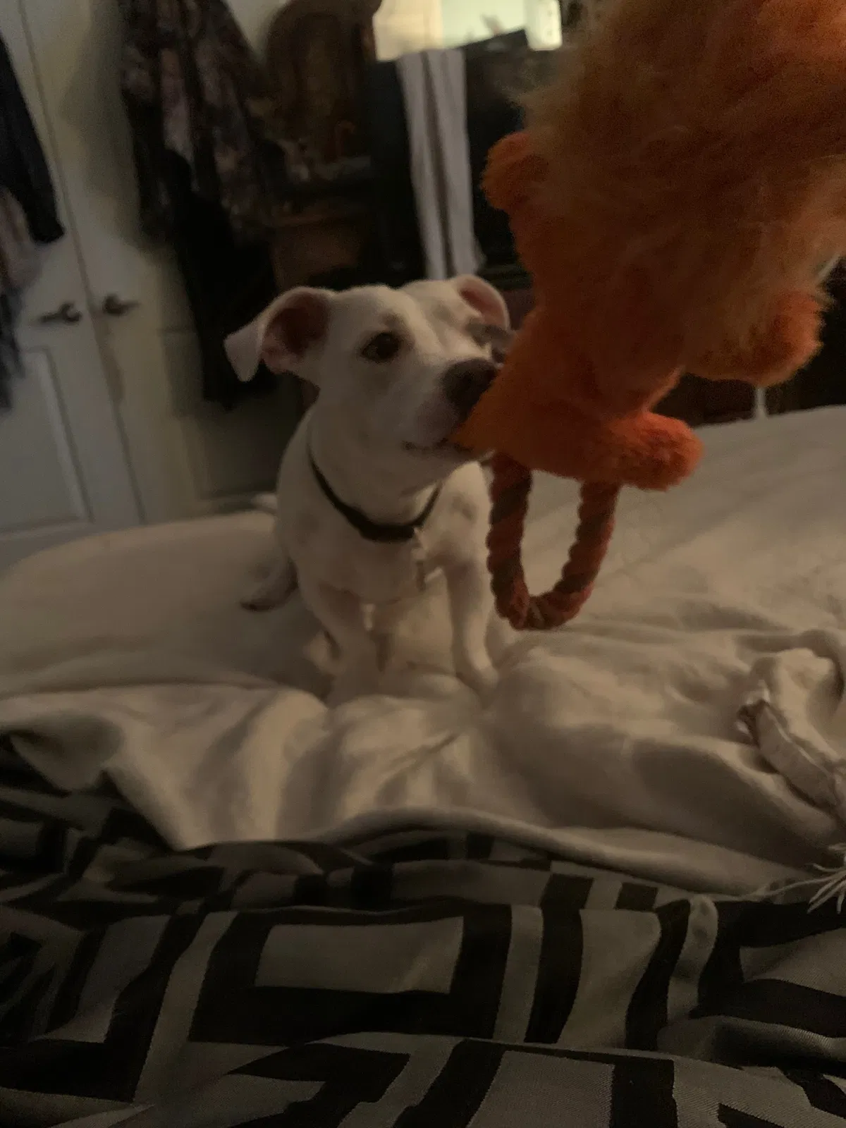 Lost dog in Sparks, NV, 89436