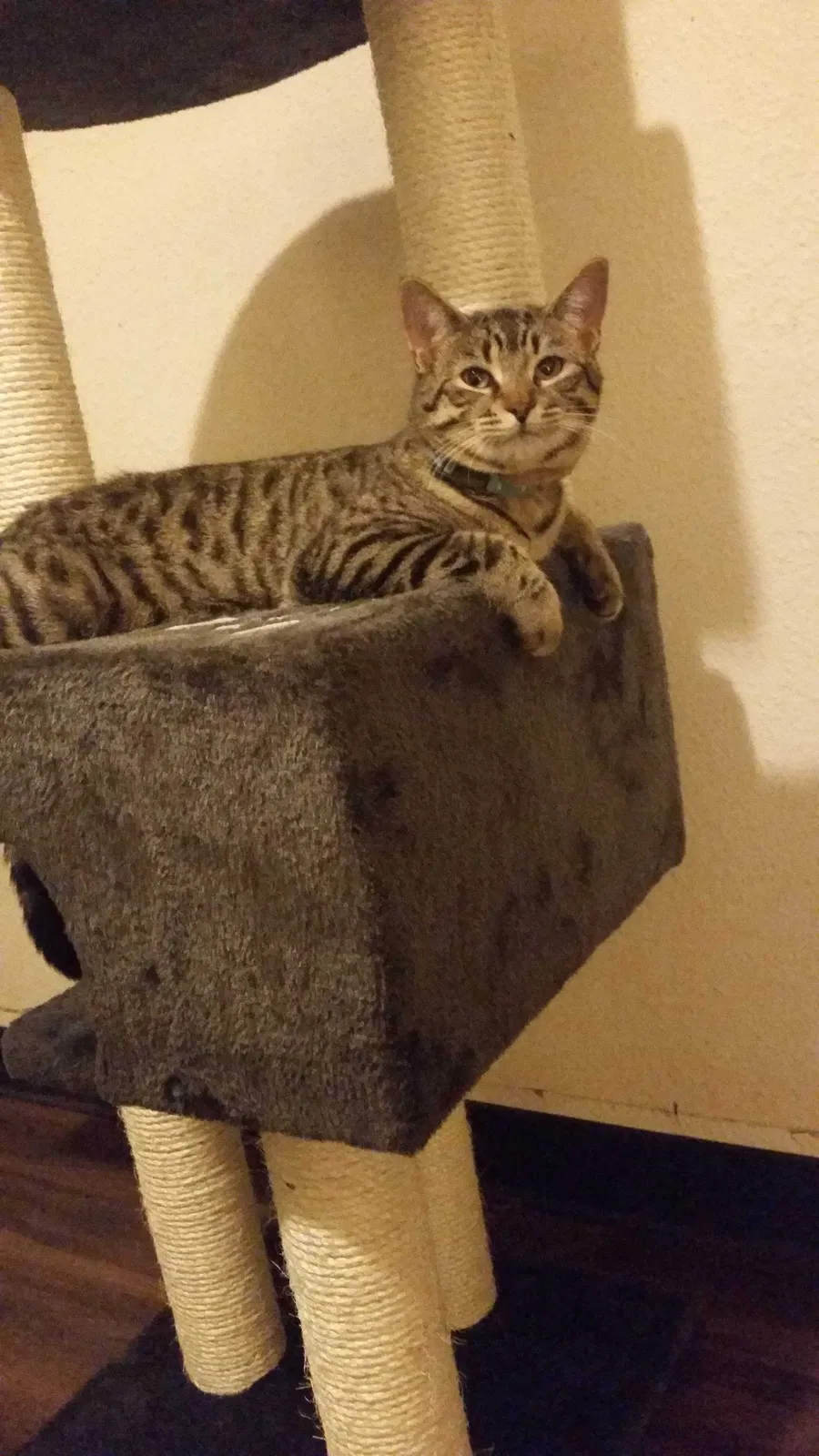 Lost cat in Bakersfield, CA, 93307