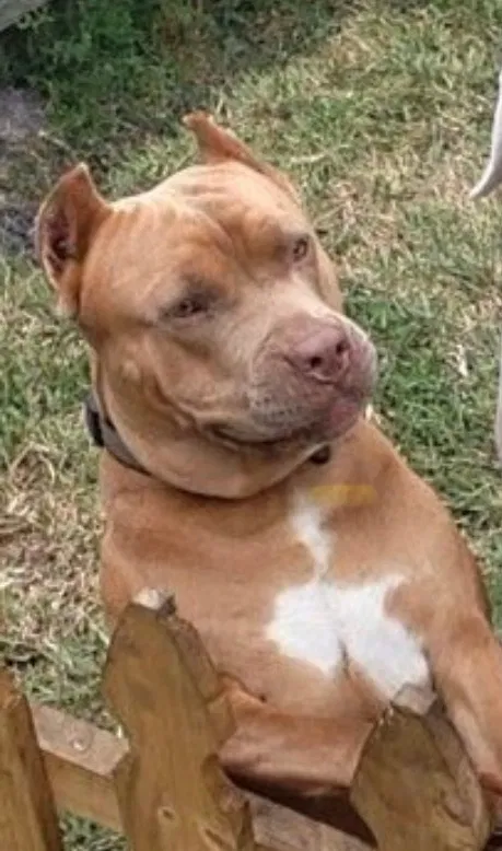 Lost dog in Unknown, FL, 0