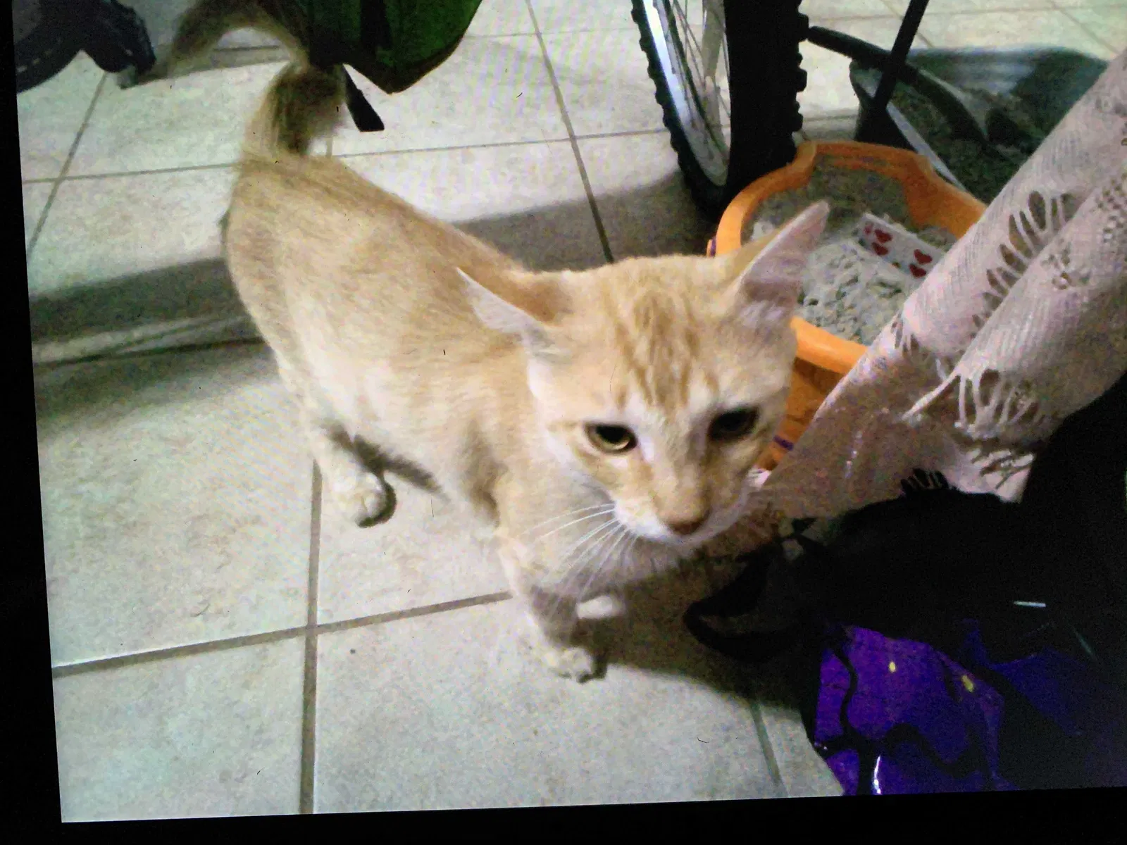 Lost cat in Del Valle, TX, 78617
