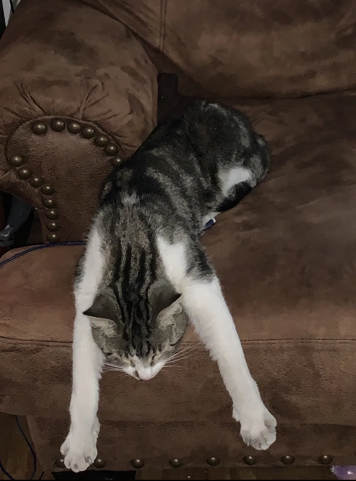 Lost cat in Joliet, IL, 60435