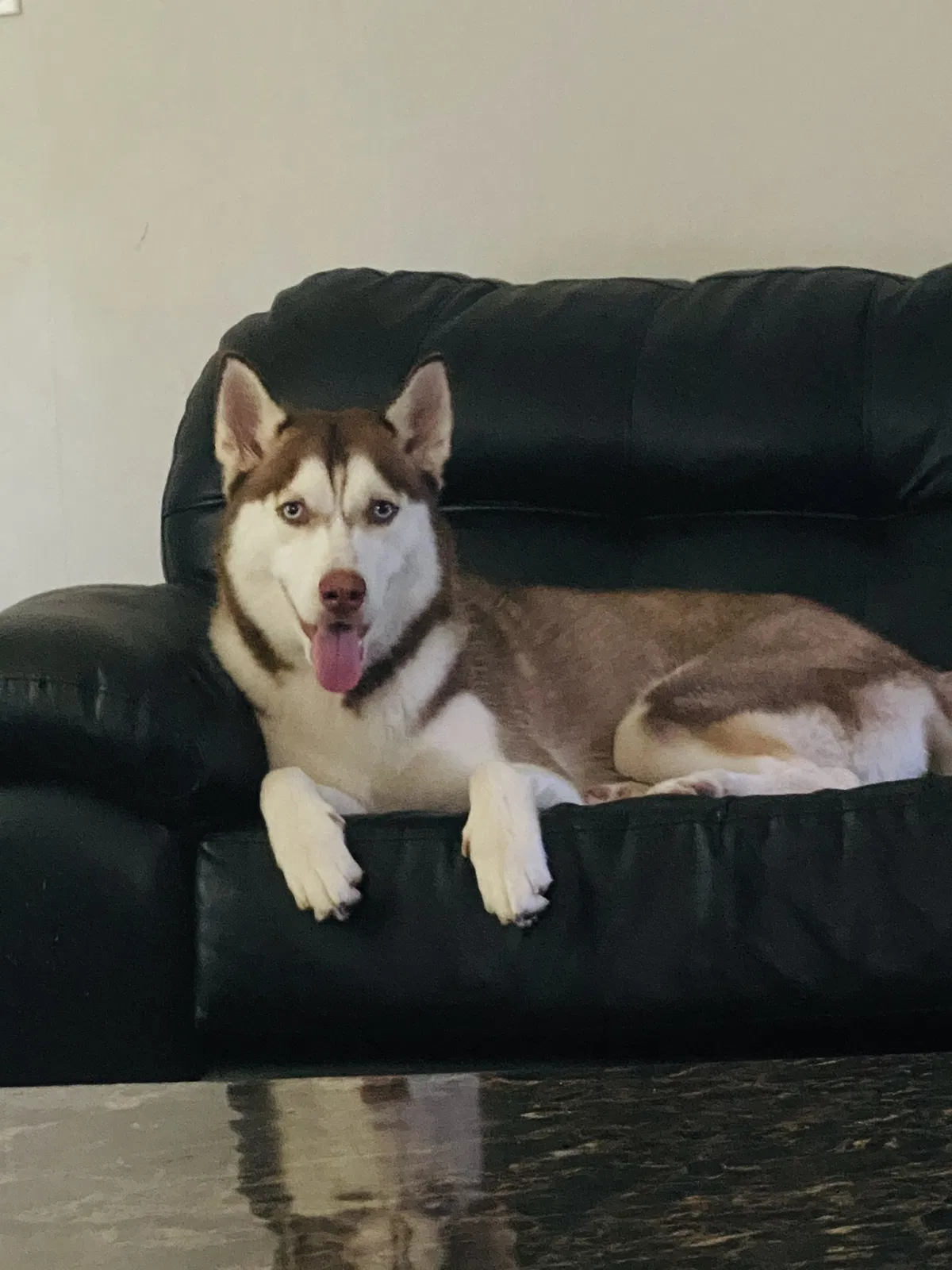 Lost dog in Fort Worth, TX, 76104