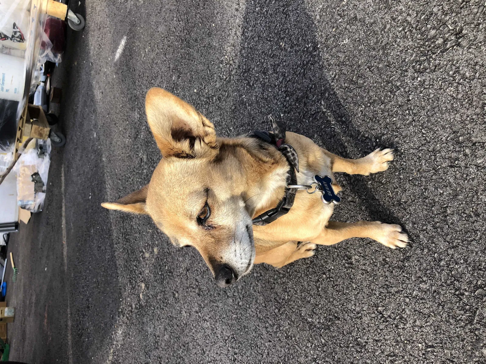 Lost dog in Fort Worth, TX, 76108