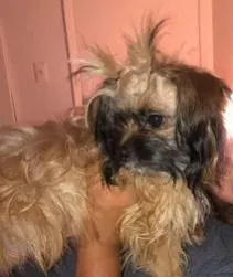 Lost dog in Mesa, AZ, 85203