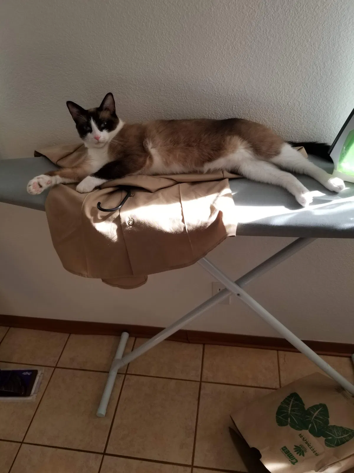 Lost cat in Chula Vista, CA, 91913