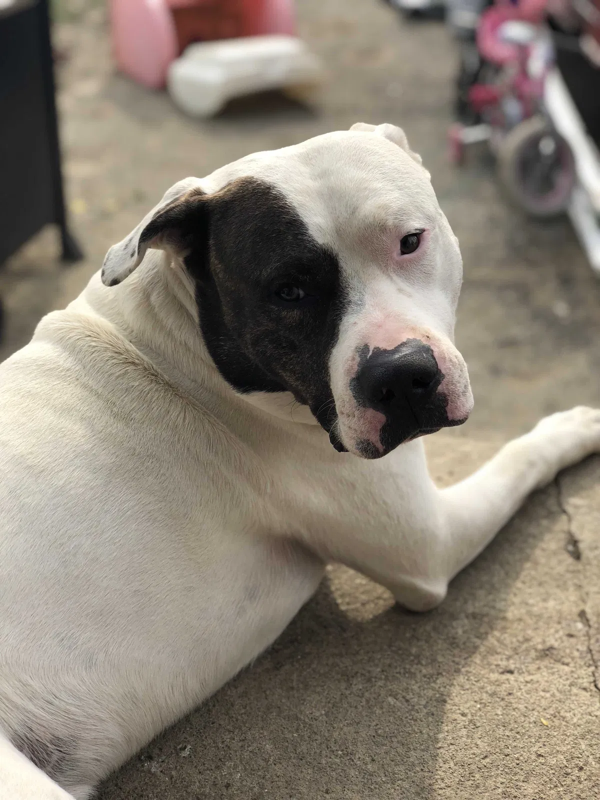 Lost dog in Columbus, OH, 43211