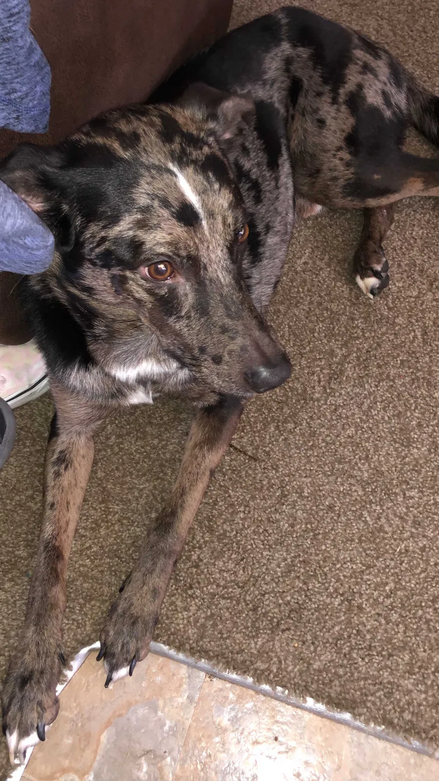 Lost dog in Dayton, OH, 45424