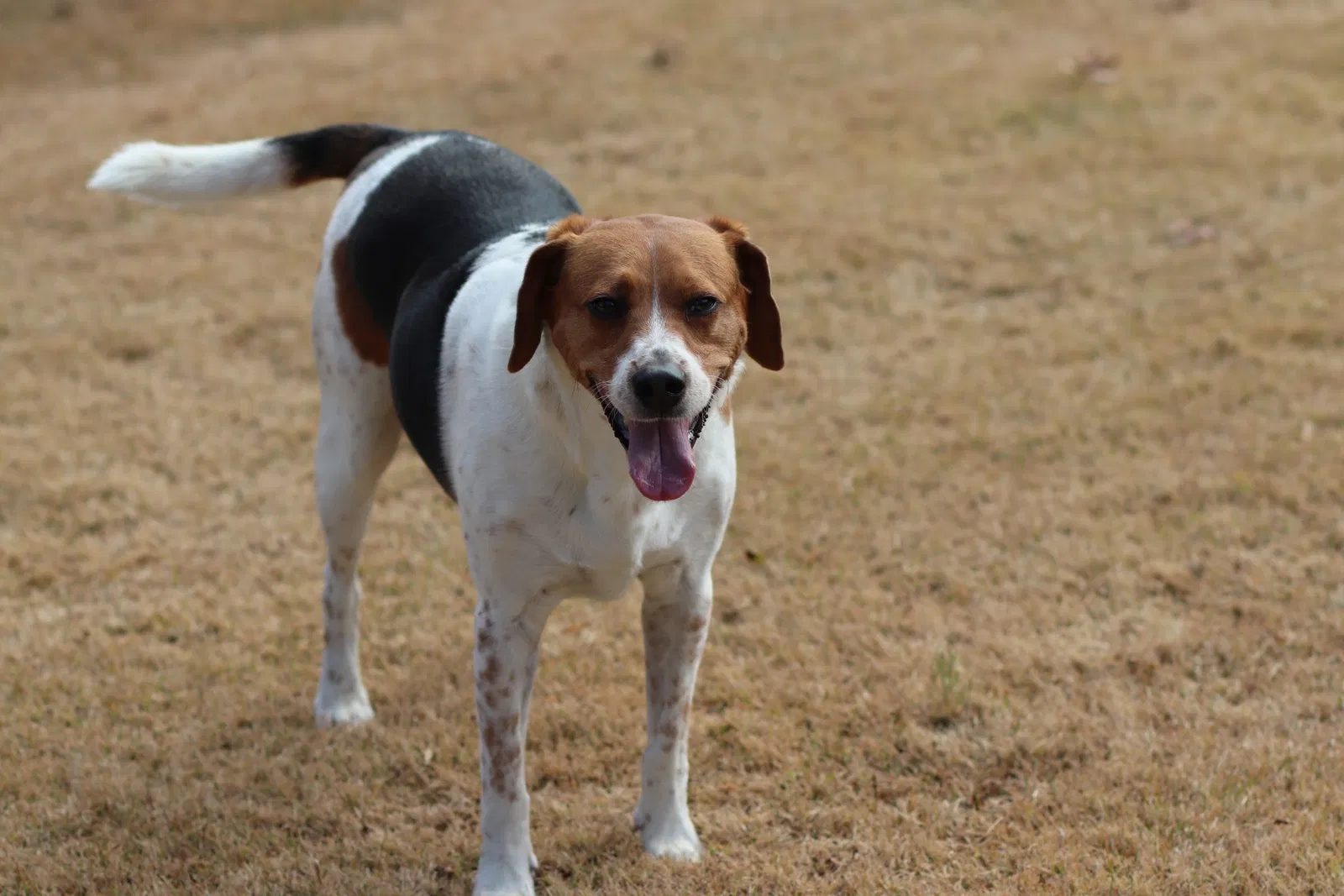 Lost dog in Chattanooga, TN, 37412