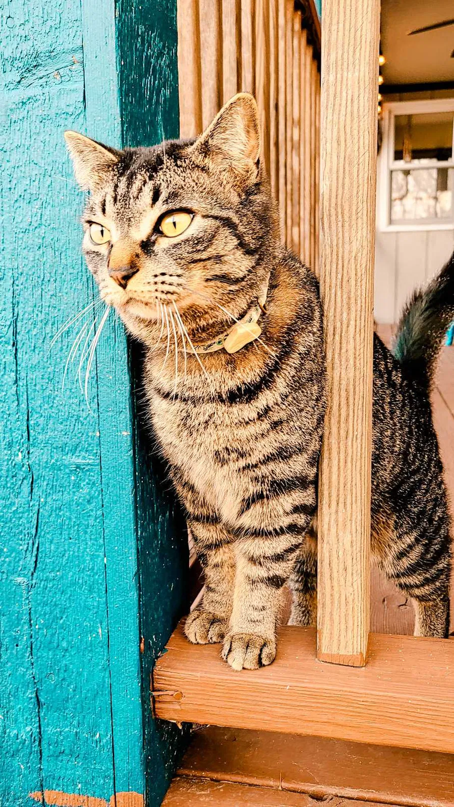 Lost cat in Ada, MI, 49301