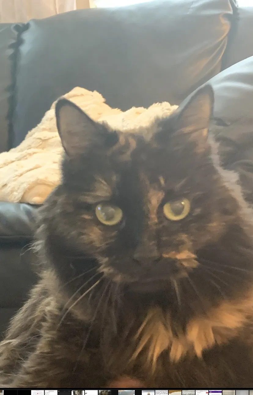 Lost cat in Acworth, GA, 30101