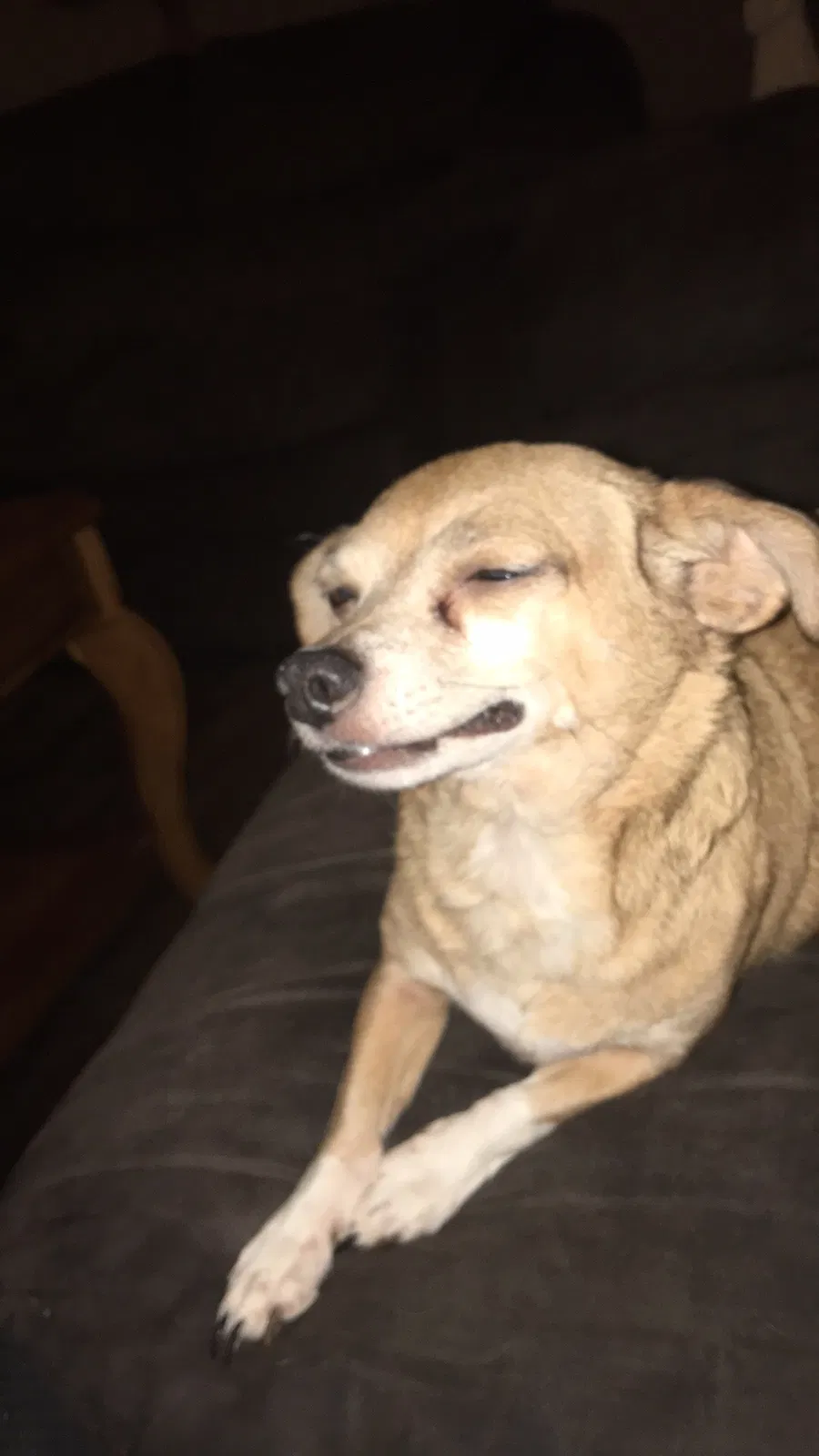 Lost dog in Cedar Hill, TX, 75104