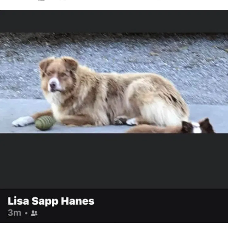 Lost dog in Lexington, NC, 27295