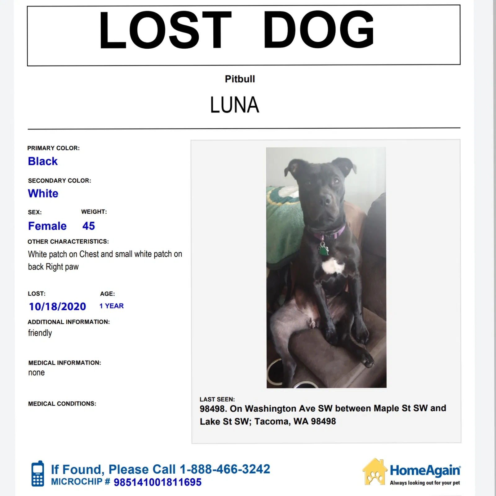 Lost dog in Lakewood, WA, 98498
