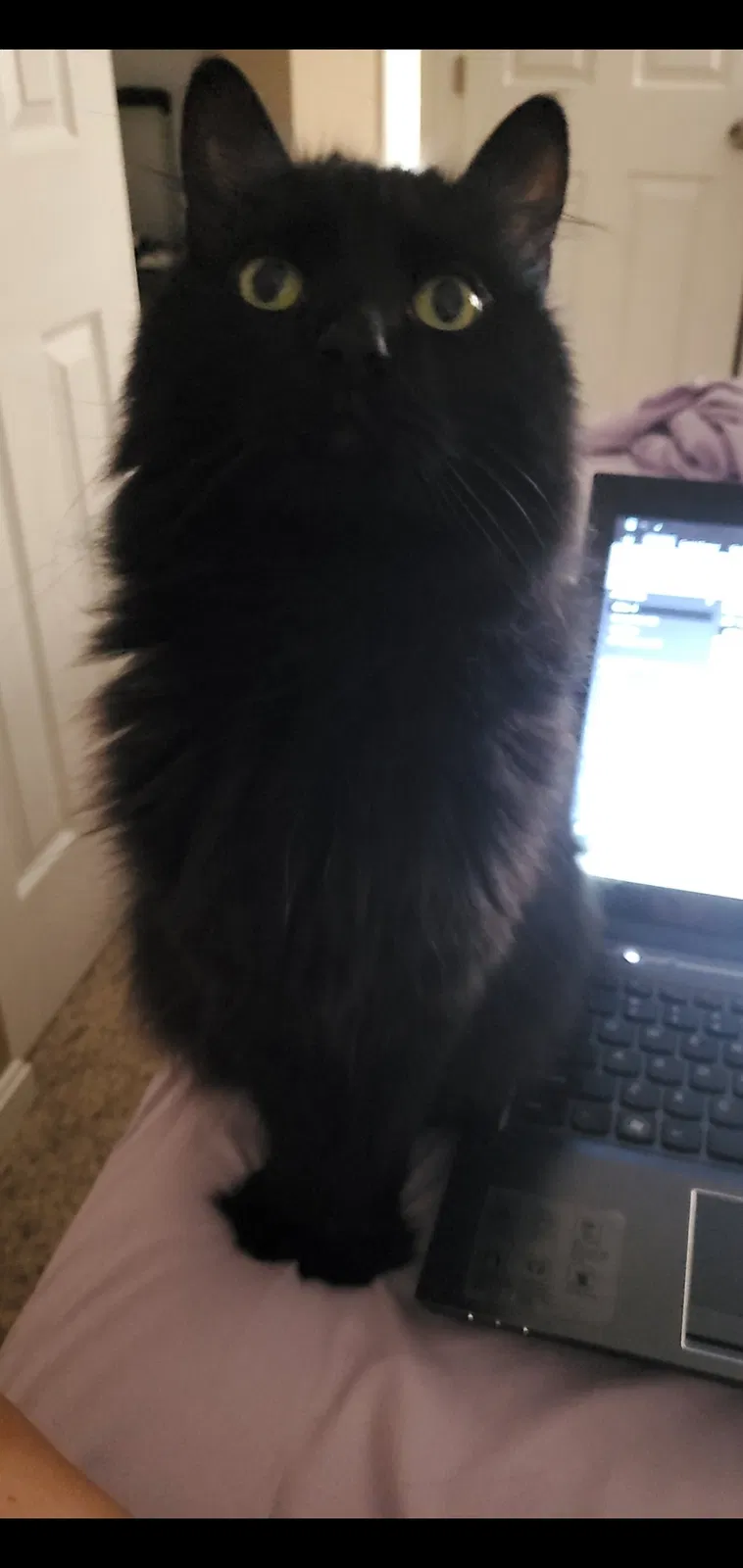 Lost cat in Hebron, KY, 41048