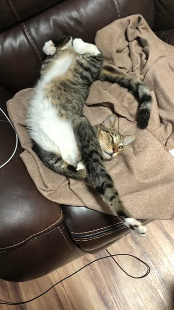 Lost cat in Fort Lauderdale, FL, 33324