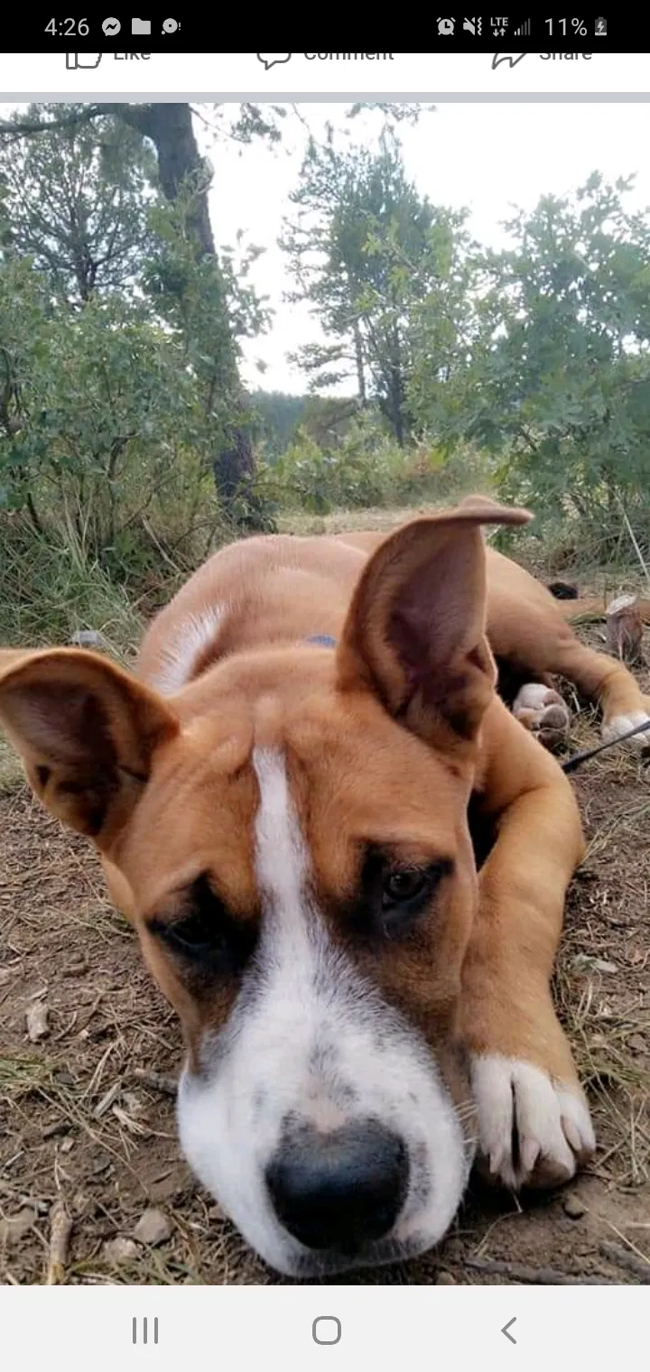Lost dog in Anthony, NM, 88021