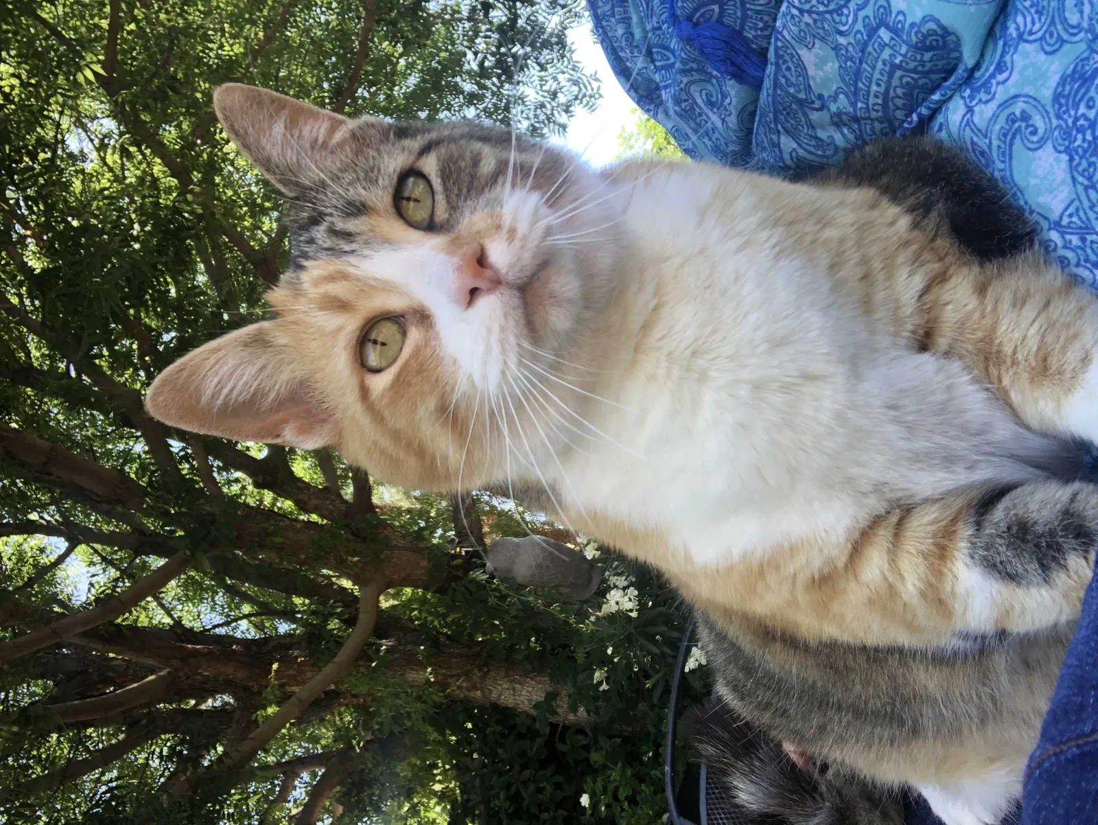 Lost cat in El Paso, TX, 79912