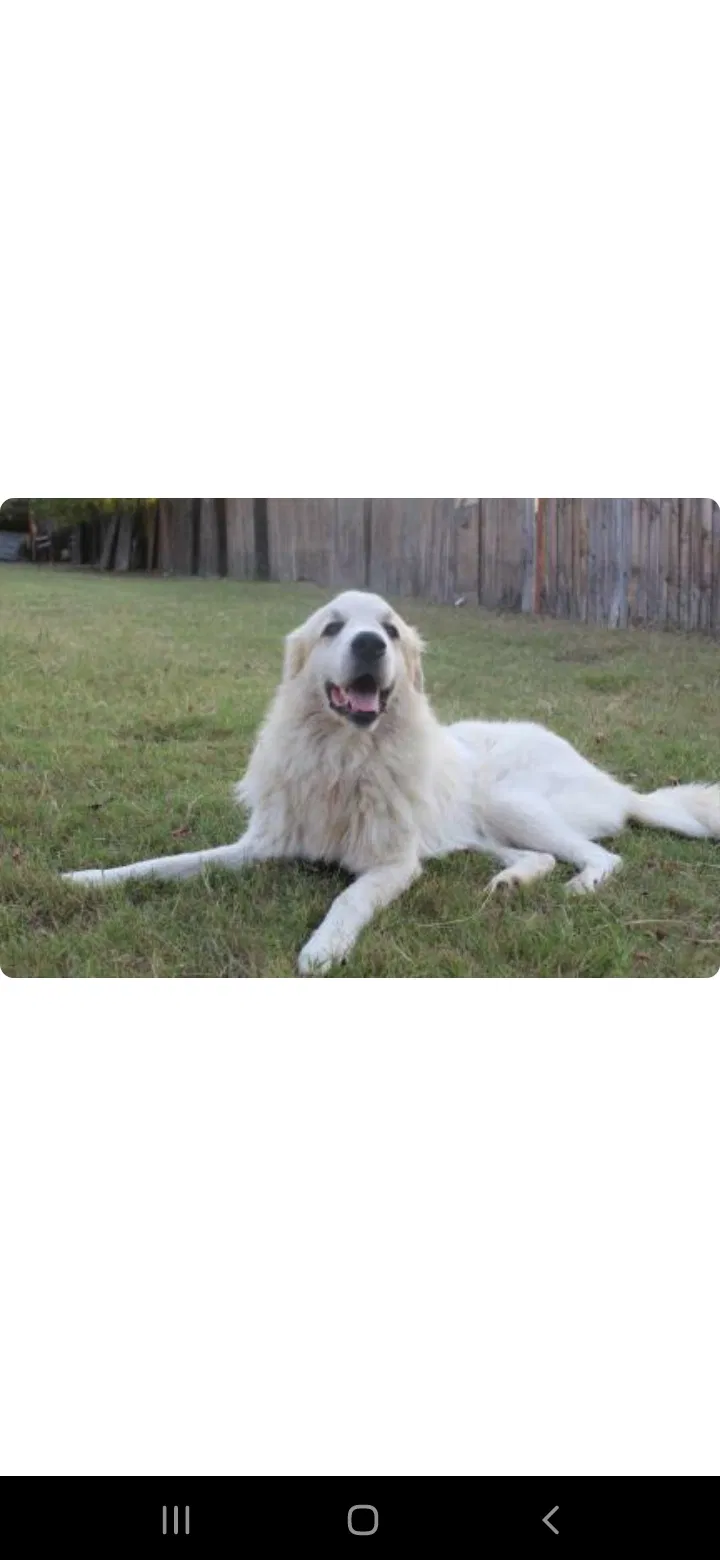Lost dog in Fort Worth, TX, 76105