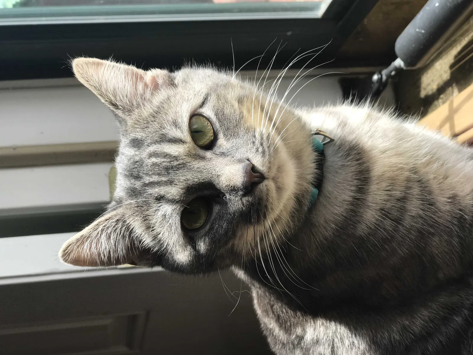 Lost cat in Georgetown, KY, 40324