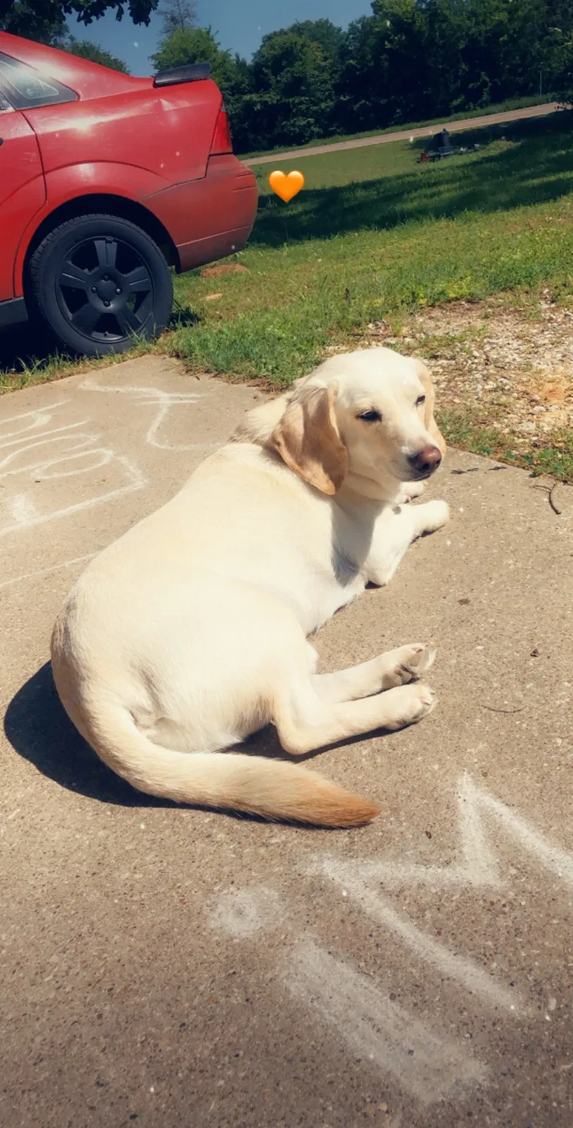 Lost dog in Chandler, TX, 75758
