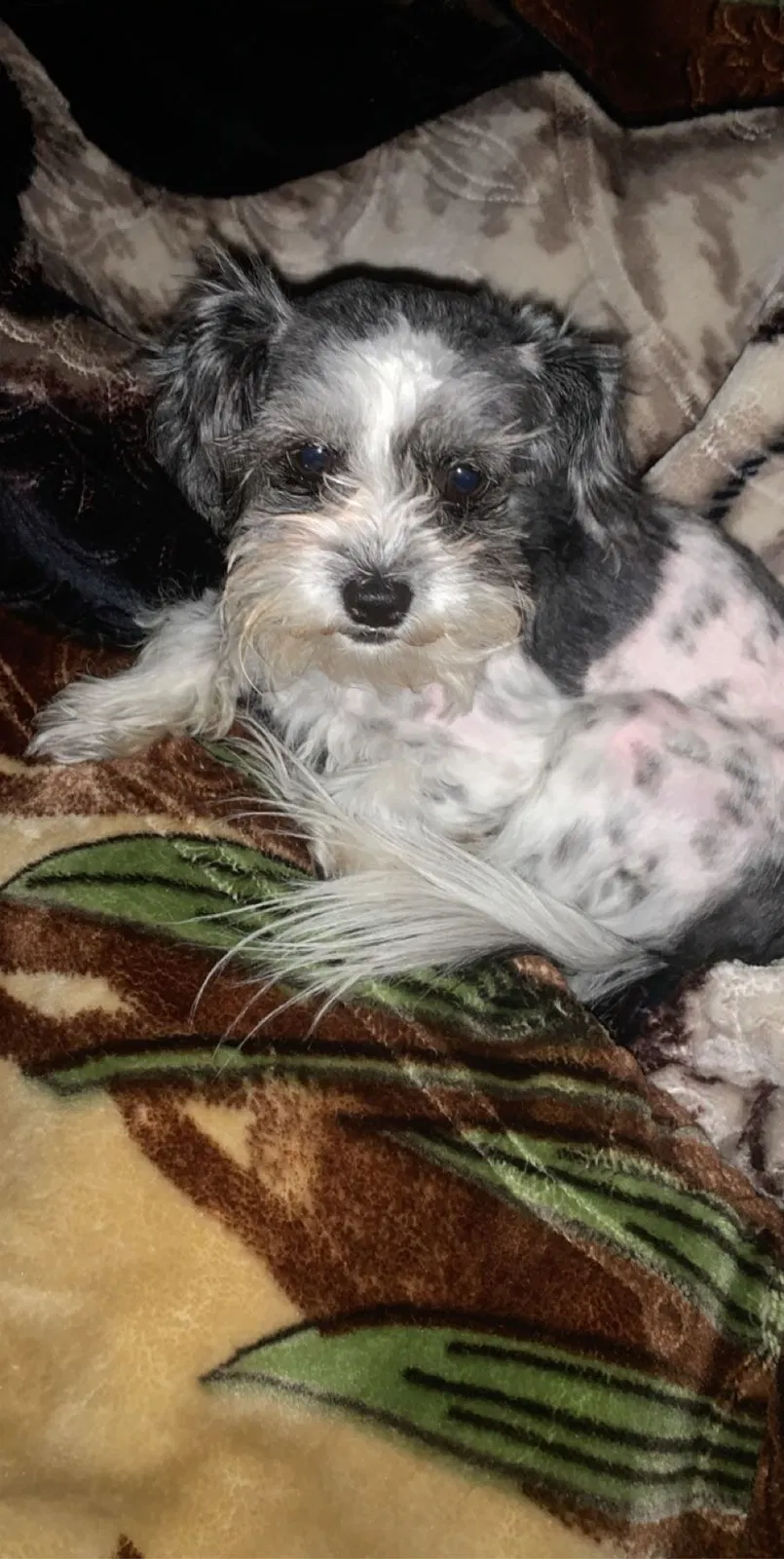 Lost dog in San Bernardino, CA, 92404