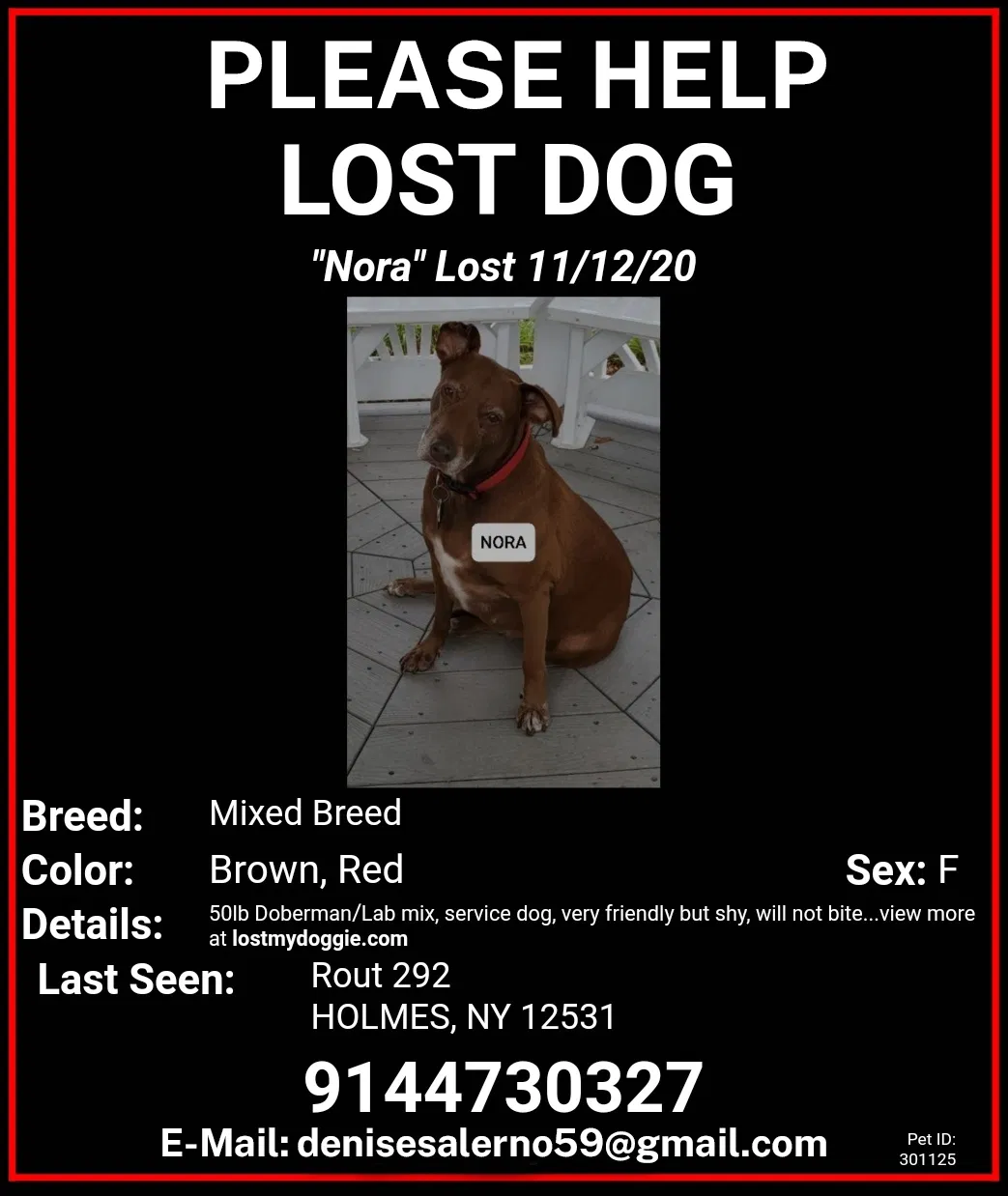 Lost dog in Holmes, NY, 12531