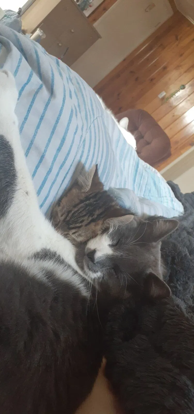 Lost cat in Spokane, WA, 99216