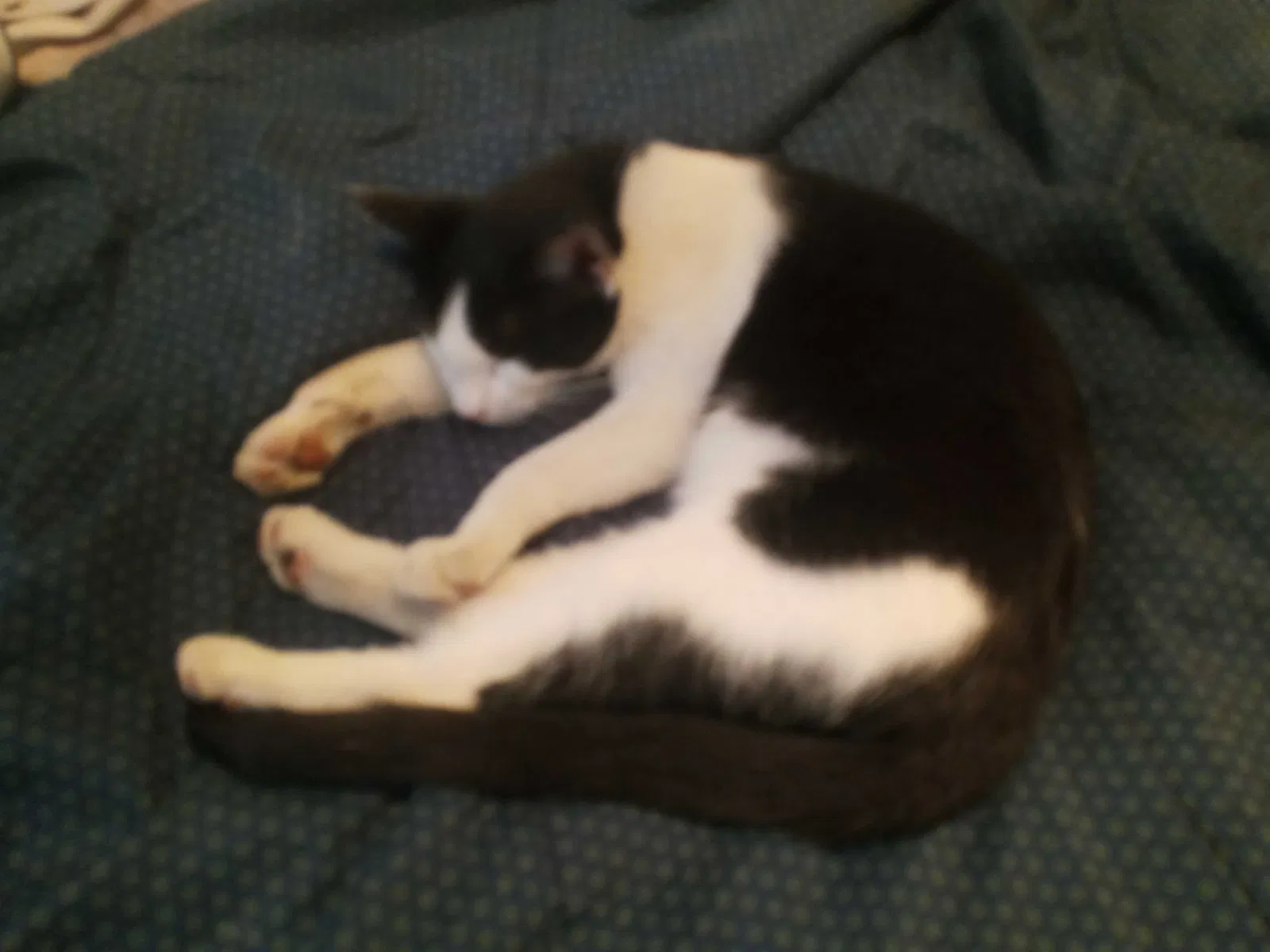 Lost cat in San Antonio, TX, 78230