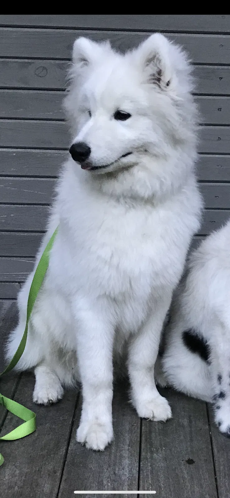 Lost dog in Sparta, MI, 49345