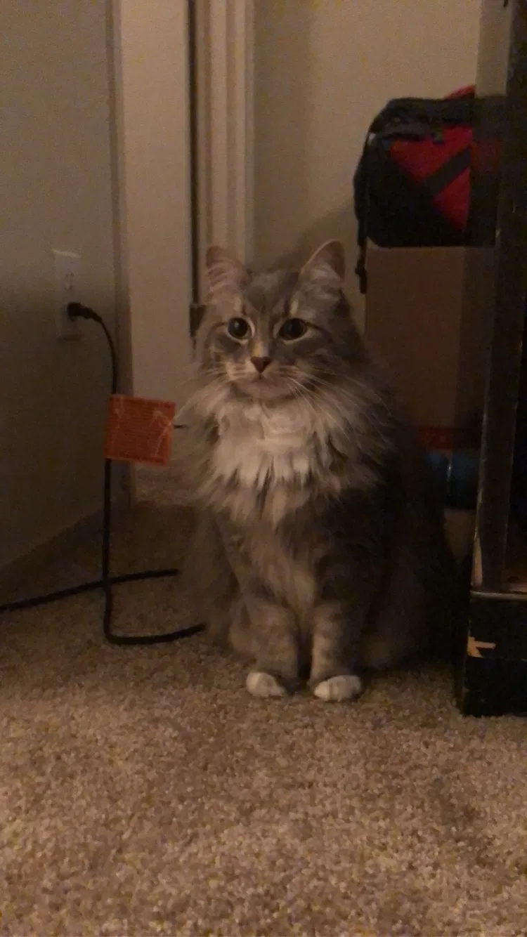 Lost cat in Tacoma, WA, 98445