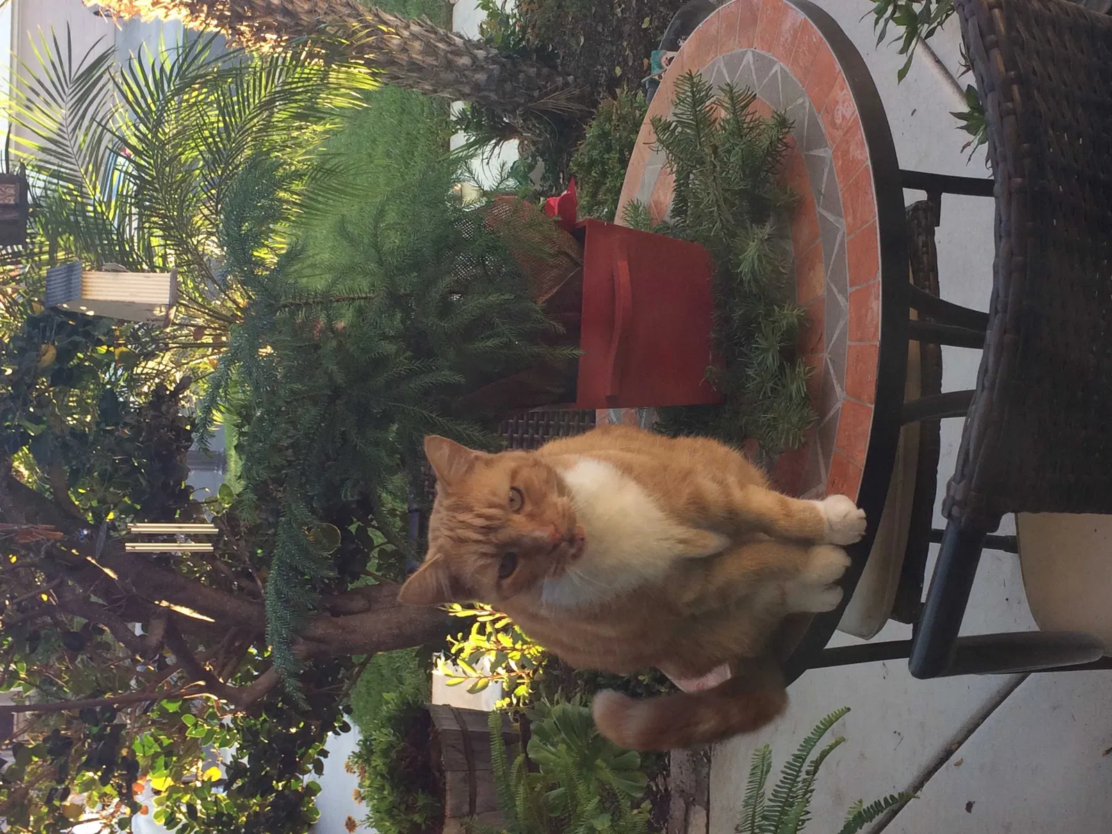 Lost cat in Corona, CA, 92882
