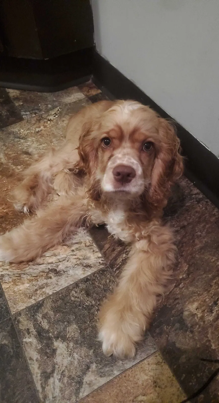 Lost dog in Rochester, MN, 55902