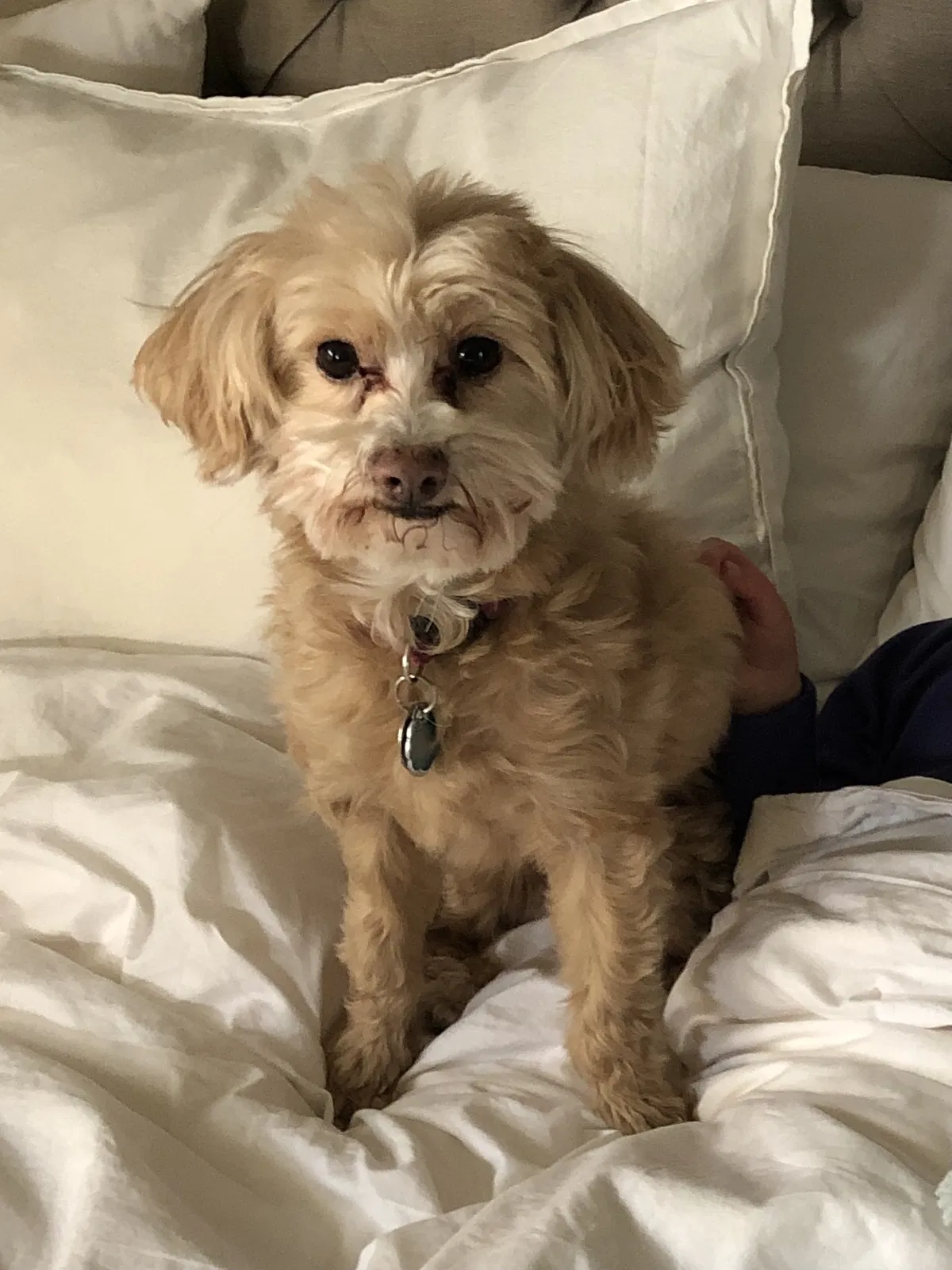 Lost dog in Portland, OR, 97201
