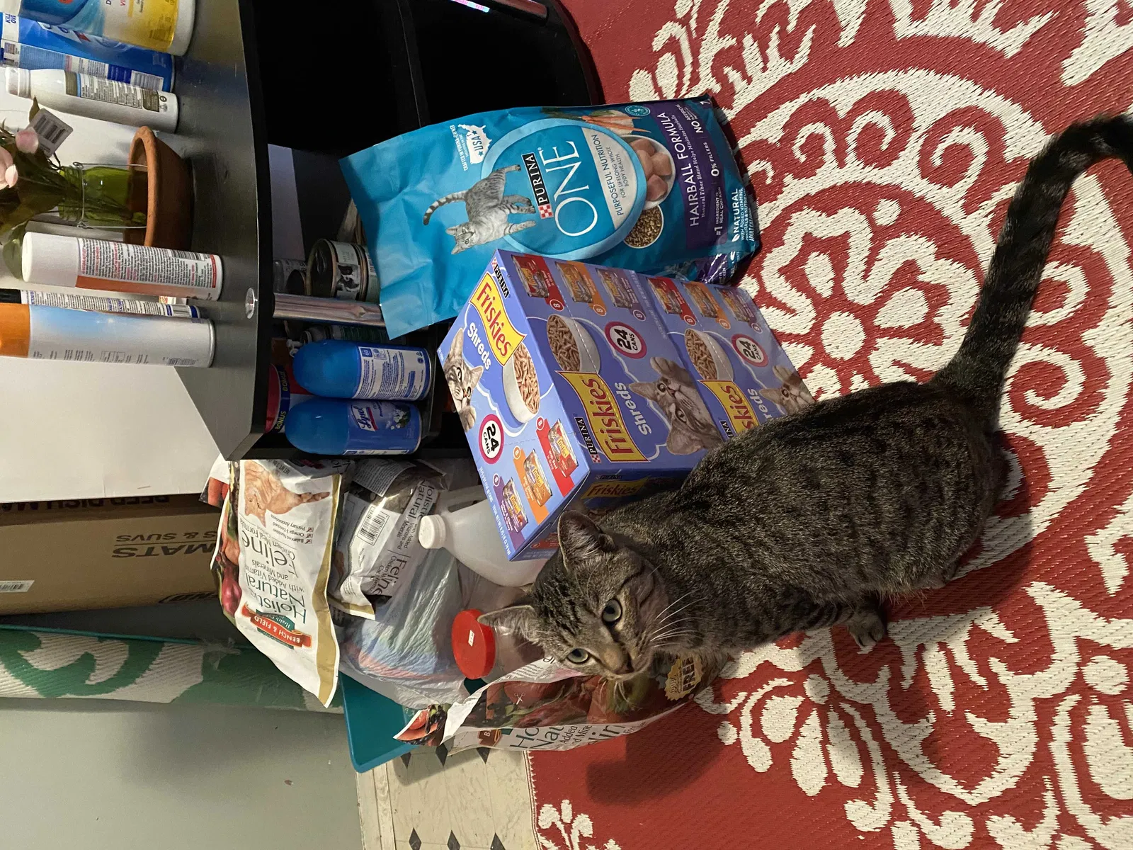 Lost cat in Bronx, NY, 10469