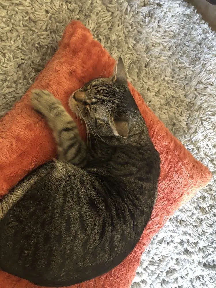 Lost cat in Sahuarita, AZ, 85629