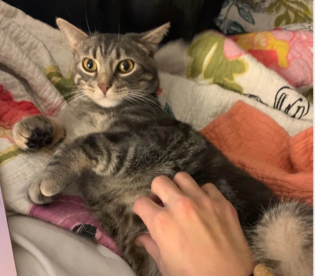 Lost cat in Loves Park, IL, 61111