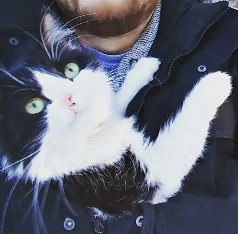 Lost cat in Clearwater, FL, 33759