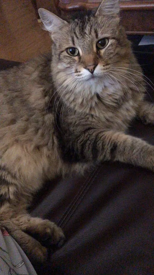 Lost cat in Mobile, AL, 36608