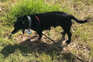 Lost dog in Richmond, VA, 23227