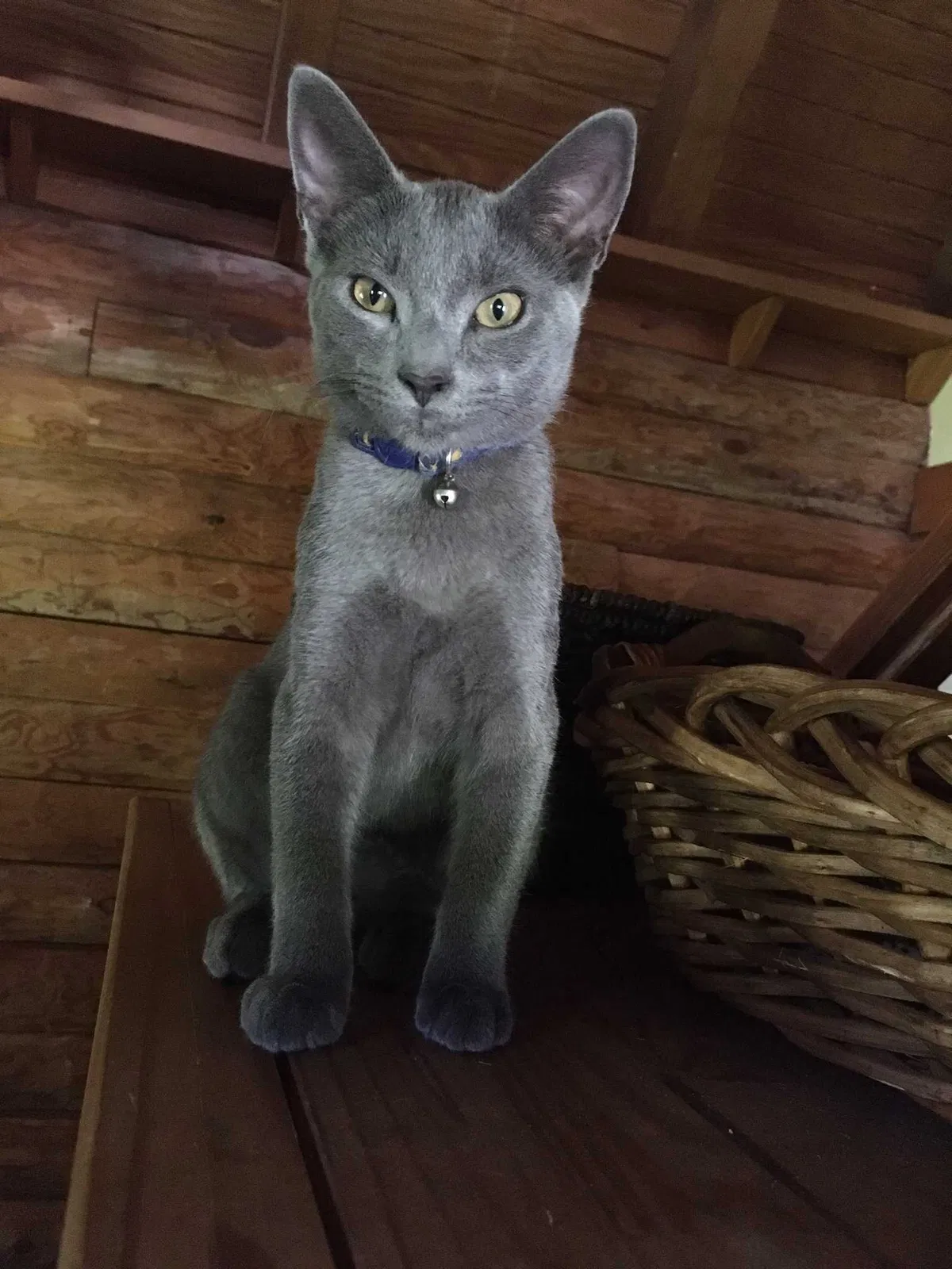 Lost cat in Lilburn, GA, 30047