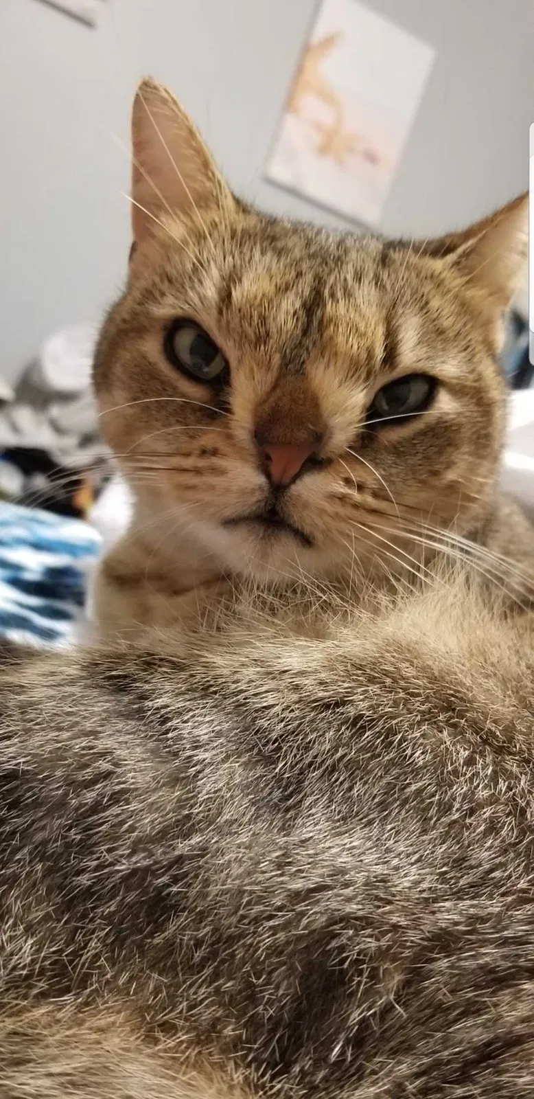 Lost cat in Largo, FL, 33770