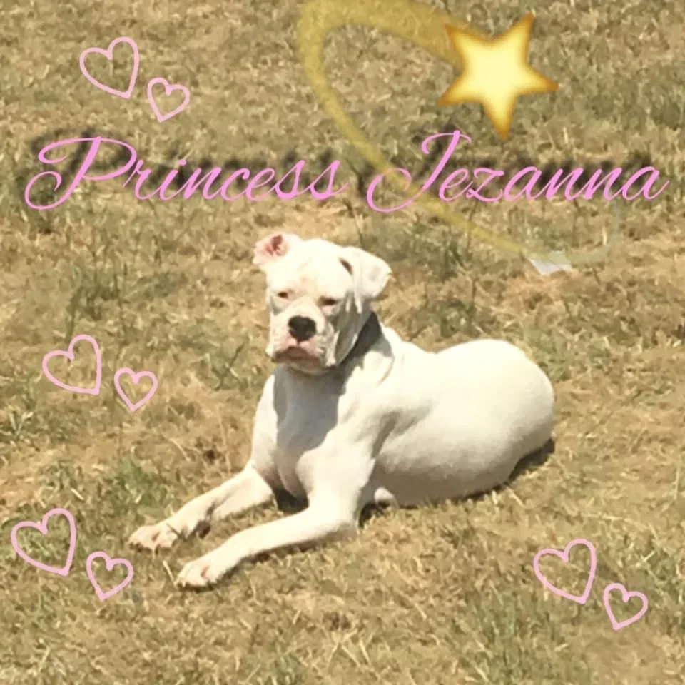 Lost dog in Lumber Bridge, NC, 28357