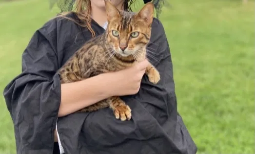 Lost cat in Mechanicsburg, PA, 17055