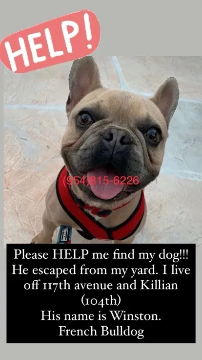 Lost dog in Miami, FL, 33186