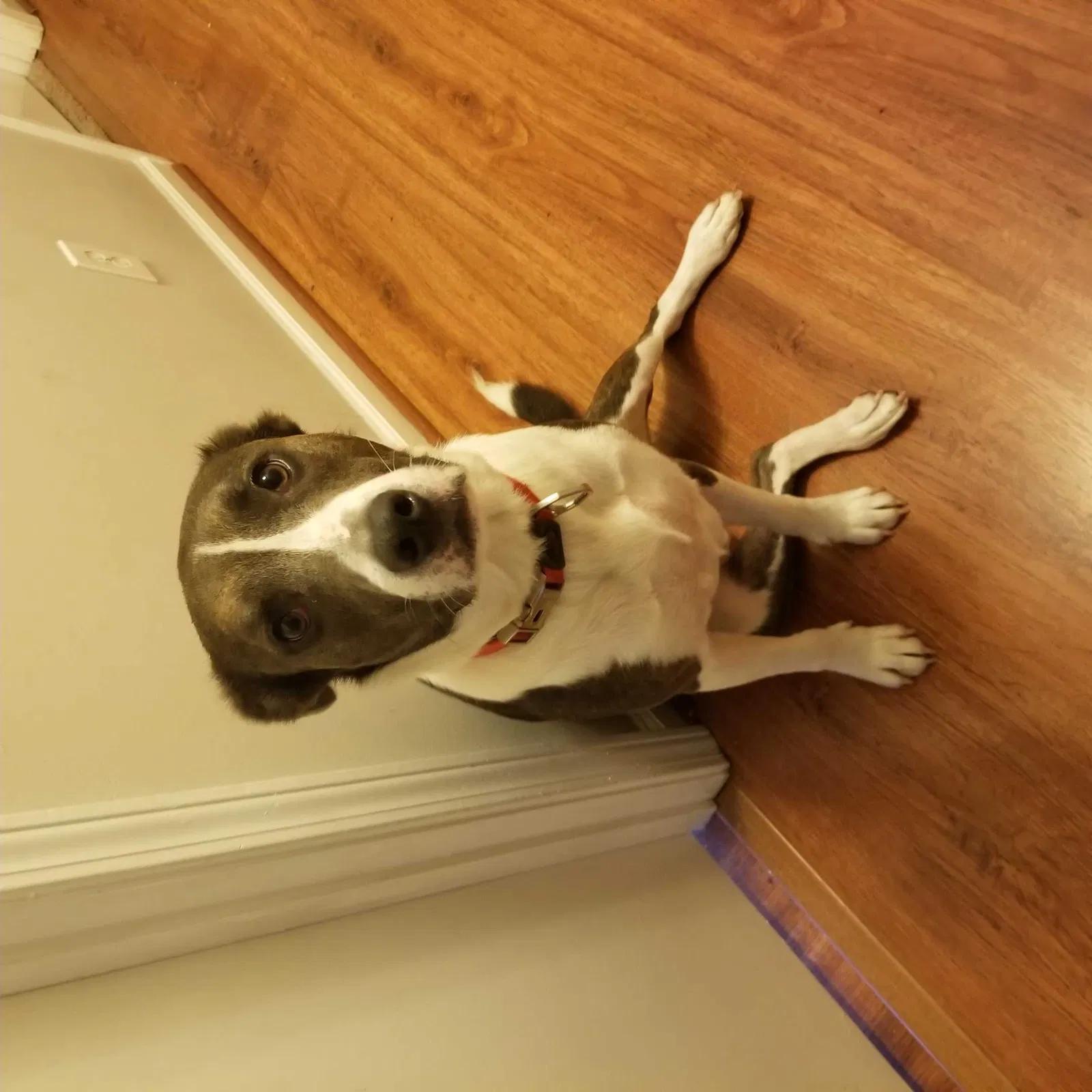 Lost dog in Lilburn, GA, 30047