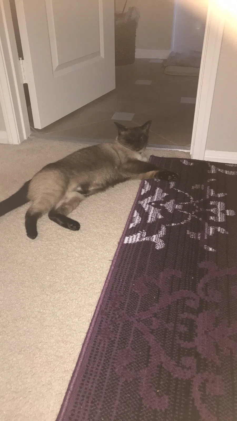 Lost cat in Irvine, CA, 92618