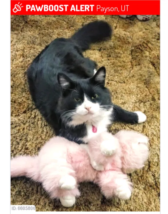 Lost cat in Payson, UT, 84651